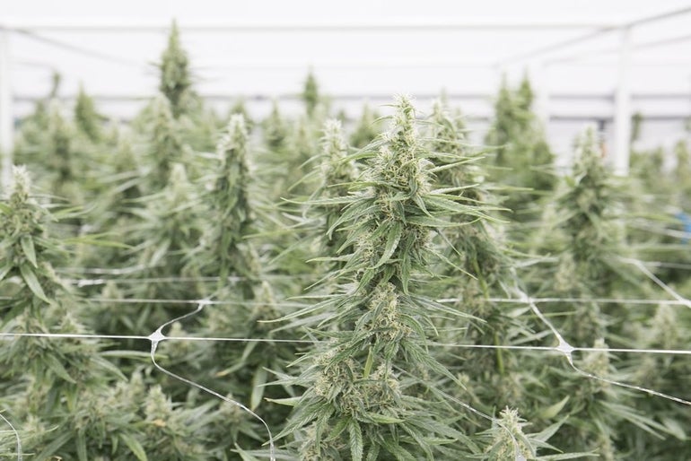 Cannabis plants