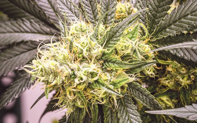 Close up of a cannabis bud on a flower