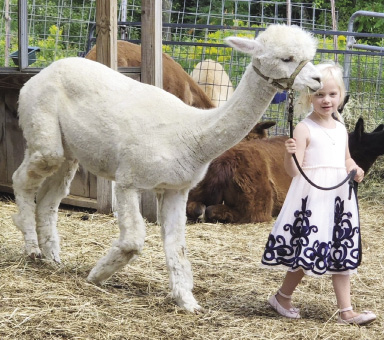 A little girl with blonde hair leads a llama on a leash.