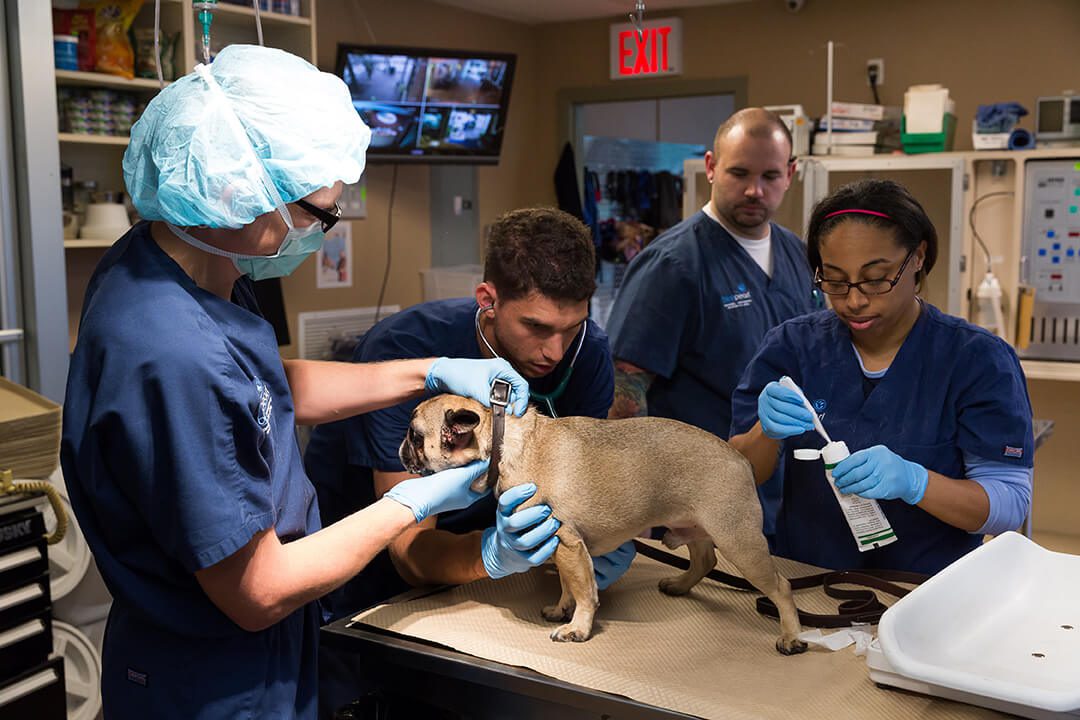 Four veterinarians examine a dog